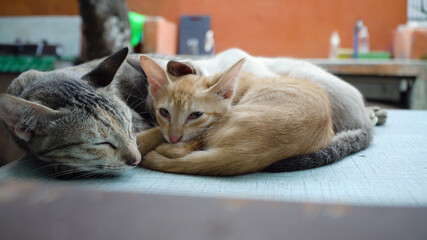 Mother cat with kittens sleeps outside on the table.