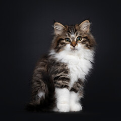 Cute black tabby with white Siberian cat kitten, sitting side ways. Looking towards camera. Isolated on black backgrond.