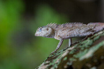 Little dragon with closed eyes on a tree branch