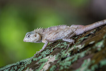 Little dragon looking to eat insects on a leaning tree trunk with the green background of leaves