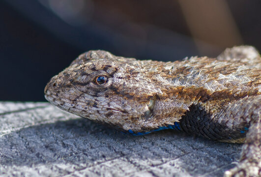 Male Eastern fence lizard (Sceloporus undulatus) close up of head, showing spiny scales and blue underside