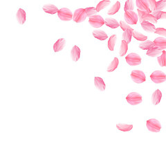 Sakura petals falling down. Romantic pink bright big flowers. Thick flying cherry petals. Scattered
