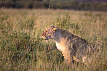 Lioness with her eyes closed, receives the rays of the morning sun while resting for a moment after hunting her prey, with traces of blood on her face
