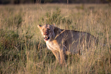 Portrait of a lioness who has just hunted her prey, sitting on the grass, looking around