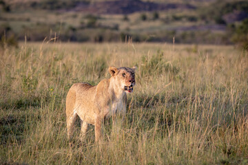 Fototapeta na wymiar Lioness watches her prey after fighting a wildebeest, with blood in her mouth as a sign of victory