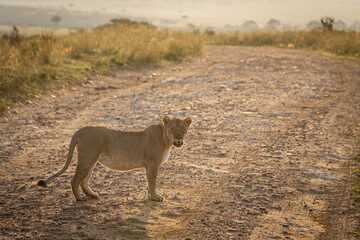 Lioness standing in the middle of the road, reflections of the first rays of the sun, one morning in the Maasai Mara
