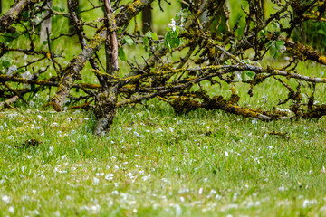 small white spring flowers on green wet background surface