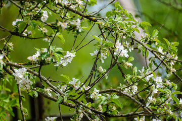small white spring flowers on green wet background surface