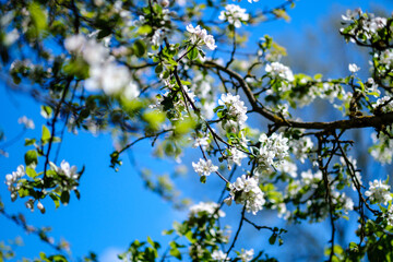small white spring flowers on green wet background surface