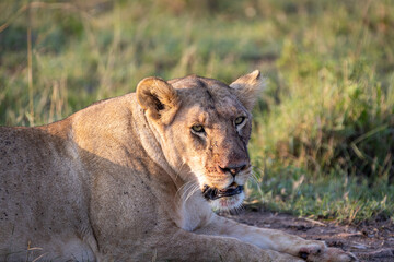 Naklejka premium Lioness with a bloody mouth after hunting her prey, rests on the grass in the savannah
