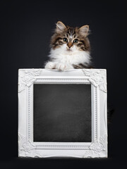 Cute black tabby with white Siberian cat kitten, standing behind with blackboard filled photo frame. Looking towards camera. Isolated on black backgrond.
