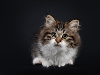 Cute black tabby with white Siberian cat kitten, laying down facing front. Looking towards camera. Isolated on black backgrond.