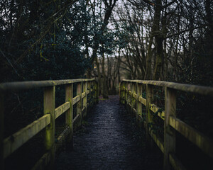 Fototapeta na wymiar muddy wooden footbridge in a park with tall dense trees