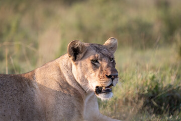Sitting lioness looking at the newly hunted prey, waiting for the rest of the herd to eat