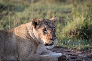 Lioness with flies on her face and body while sitting looking around in the Maasai Mara