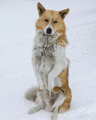 A dog of white and yellow color sits on its hind legs on a white background.