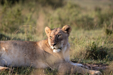 Flies invade the face and body of a lioness sitting on the grass in the African savannah