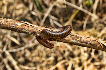 Millipede Spirostreptida, Parilis from the coastal rainforest of Thailand. February