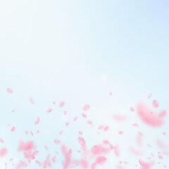 Fototapeta na wymiar Sakura petals falling down. Romantic pink flowers gradient. Flying petals on blue sky square backgro