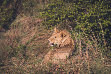 From his back a young lion sitting who observes what he has around him with his tongue out