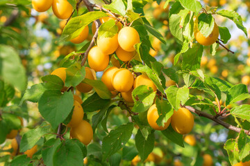 Ripe yellow plums on a tree in a garden. Plum tree.Selective focus.