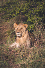 Fototapeta na wymiar Lion sitting among the bushes in the Maasai Mara, gazing intently