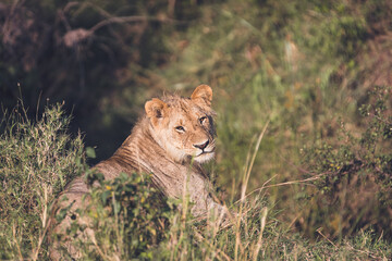 Serene gaze of a young lion resting peacefully in the African savannah