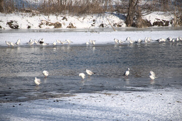 a flock of gulls in the park on the frozen river in winter