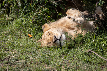 Lion that sleeps under the trees, has flies on his face, but exposes his face to the sun