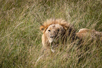 Lion with an attentive look around him, camouflaged behind the grass, sitting to see what happens around him