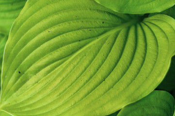 Macro shot beautiful large dark green leaves.