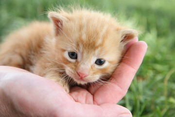 person's hand holding a tiny orange baby kitten close up