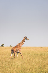 Graceful walk of a giraffe over the fields of the African savanna