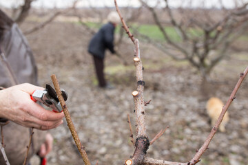 Spring garden work. Hands pruning garden with gardening scissors.