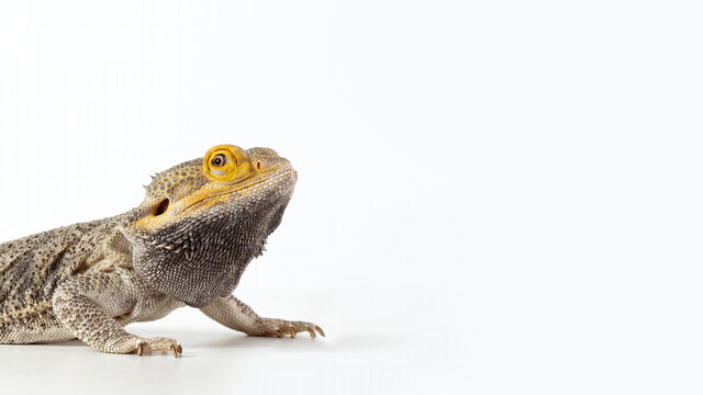 Close-up portrait of a male of australian Bearded Dragon (Agama) isolated on white background, wide 16:9 image, copy space.
