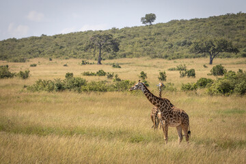 Two giraffes walk behind each other looking for the rest of their herd