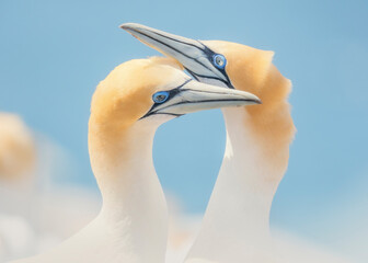 Close-up side view of two Australasian gannets performing a greeting ritual rubbing beaks, Victoria, Australia
