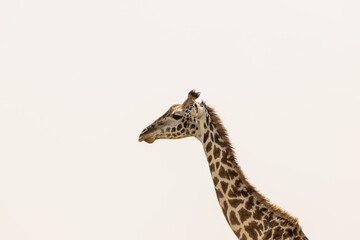 Profile portrait of an african giraffe