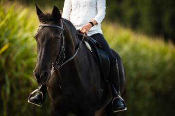 Obraz premium Woman riding a horse. Equestrian sport, leisure horse riding concept