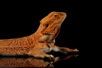 Portrait of an orange color Bearded Dragon (Agama) female lizard. Isolated on black background, close up.