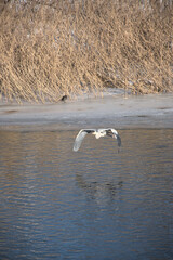 a heron in a park by the water, an adult with light feathers