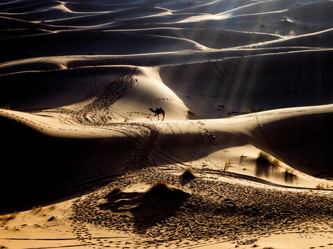 Silhouette of a camel in the Sahara desert, Morocco