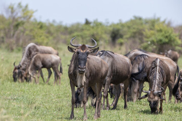 Naklejka na ściany i meble Attentive gaze of a wildebeest as they eat grass in the Kenyan savanna