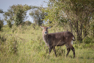 Portrait of a female aquatic antelope, surprised while seeking camouflage and hiding from any predatory species