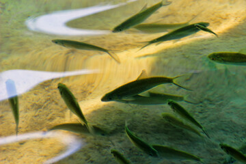 A school of small fish feeds on insects from the surface of the pond. Apparently, mostly...