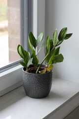 Zamioculcas with yellow leafs in a gray pot stands on a white windowsill