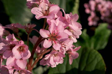 Heart-leaved bergenia  pink flowers close up