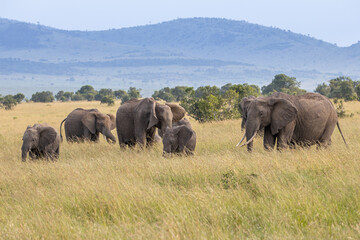 Under a small hill a family of elephants walk eating grass in the savanna of the Maasai Mara