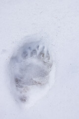 Bear footprint in the snow