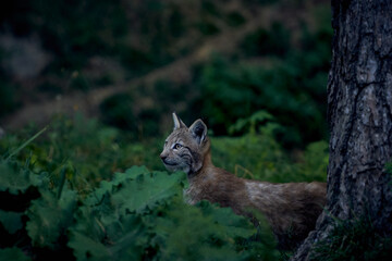 Iberian lynx peeking in the undergrowth